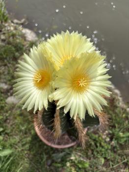 Preview: Astrophytum ornatum